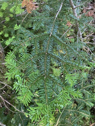 Maries's fir (Abies mariesii)