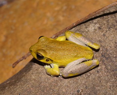 Ranoidea lesueuri