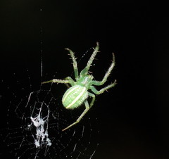 Araneus ginninderranus