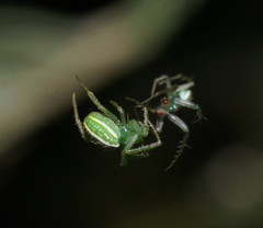 Araneus ginninderranus