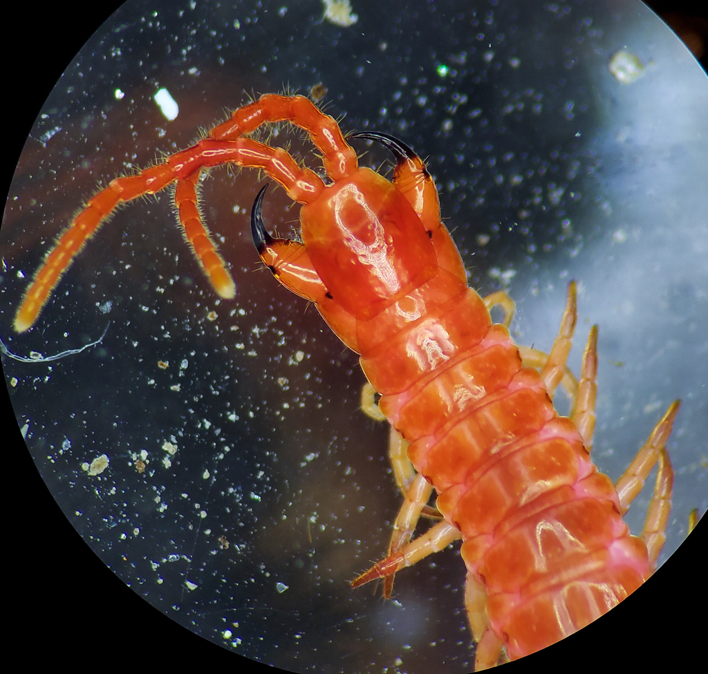 Geophilus ampyx