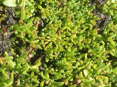 Crassula connata