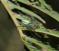 Araneus ginninderranus