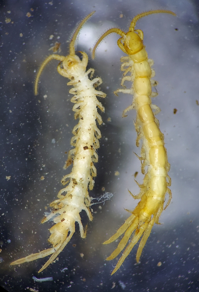 Pampibius paitius