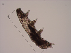 Bertolanius