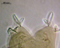 Bertolanius