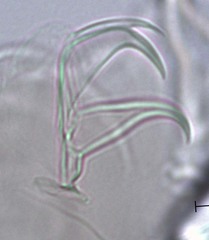 Bertolanius
