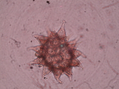 Bertolanius