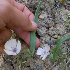 Calochortus umbellatus