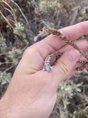 Lavandula buchii image