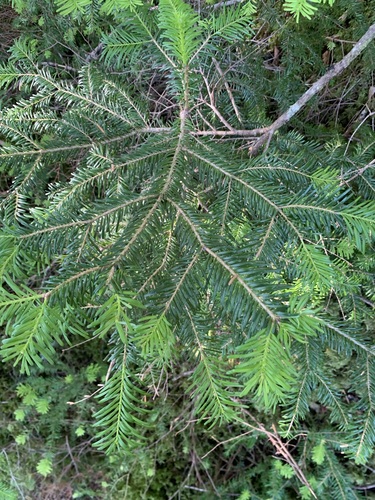 Veitch's fir (Abies veitchii)