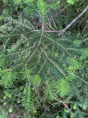 Veitch's Fir (Abies veitchii)