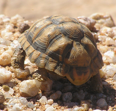 Psammobates tentorius verroxii