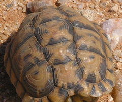 Psammobates tentorius verroxii