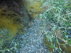 Platycephalus laevigatus