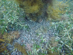 Platycephalus laevigatus