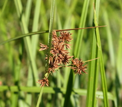 Cyperus lucidus