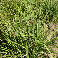 Cyperus lucidus