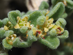 Aizoon papulosum