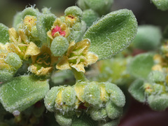 Aizoon papulosum
