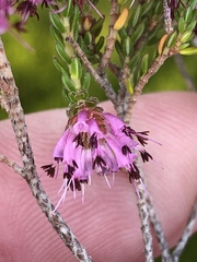 Erica benthamiana