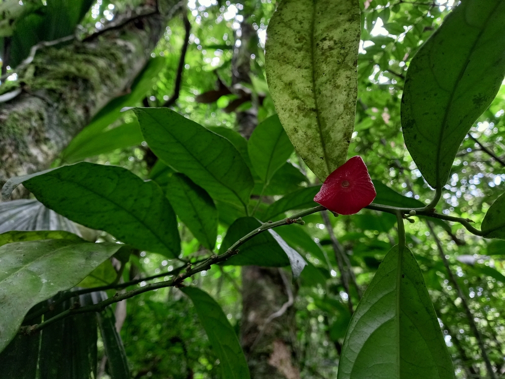 Heisteria povedae from Jinotega, Nicaragua on July 19, 2023 at 12:28 PM ...