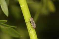 Euciodes suturalis
