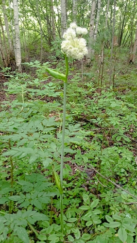 Wild Angelica