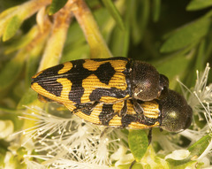 Castiarina simulata