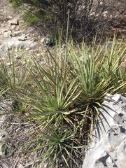 Yucca reverchonii