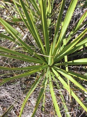Yucca reverchonii