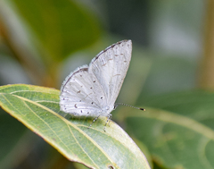 Celastrina lavendularis