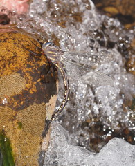 Notoaeschna sagittata