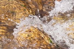 Notoaeschna sagittata