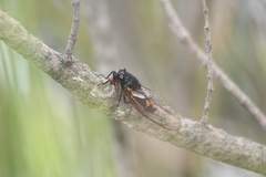 Yoyetta spectabilis