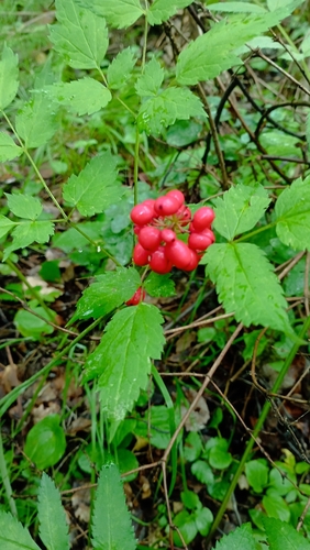 Red Baneberry
