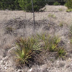 Yucca reverchonii