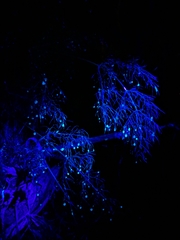 Foeniculum vulgare dulce