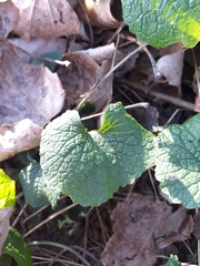 Lamium purpureum