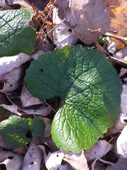 Lamium purpureum