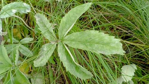marsh cinquefoil