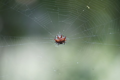 Gasteracantha curvispina