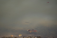 Alestidae