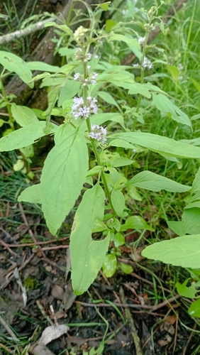 corn mint