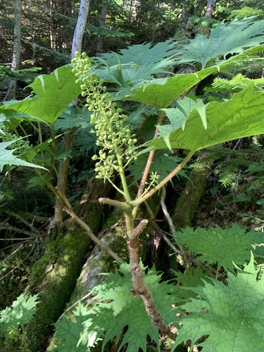 Image of Oplopanax japonicus by (c) 岸本年郎, some rights reserved (CC BY)