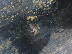 Mannophryne lamarcai