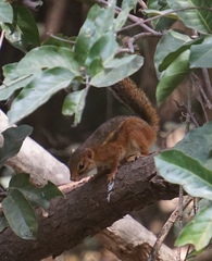 Funisciurus pyrropus