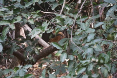 Funisciurus pyrropus