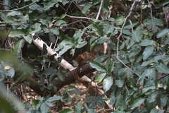 Funisciurus pyrropus