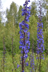 Delphinium retropilosum